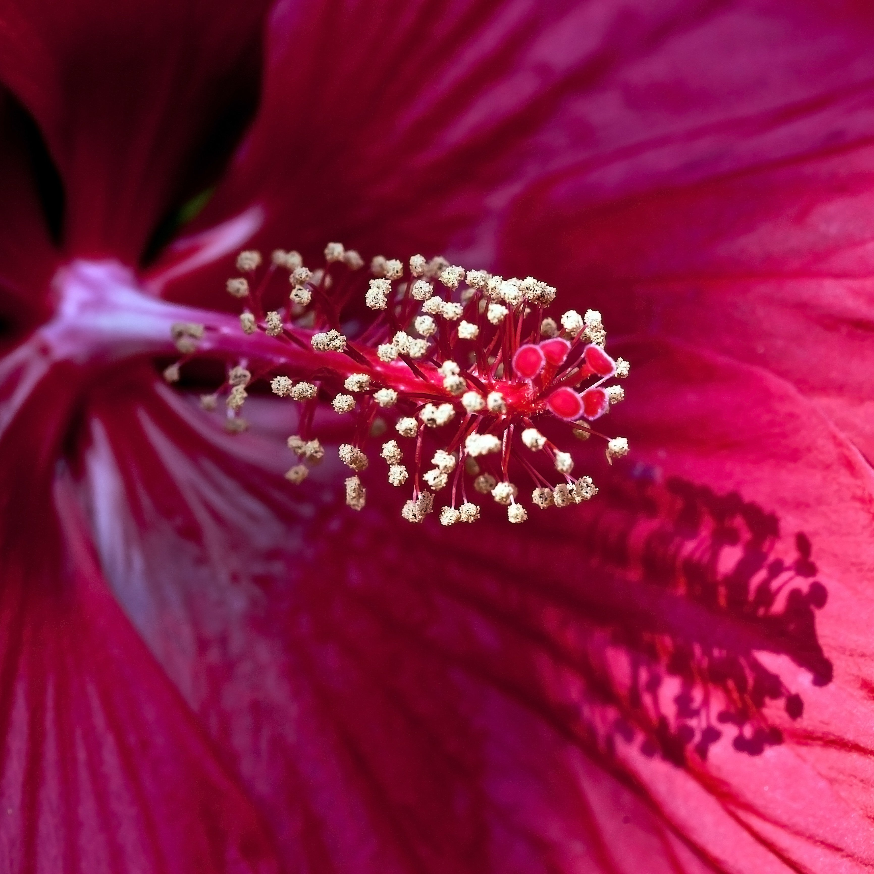 Bio Hibiskusblüten Flocken (100g)